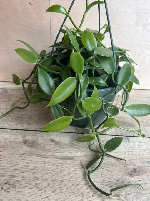 Vanilla Planifolia Orchid Large 8"HB Pot | Vanilla Bean Orchid Plant