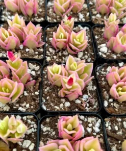 Variegated Baby Sun Rose Succulent Plant 2