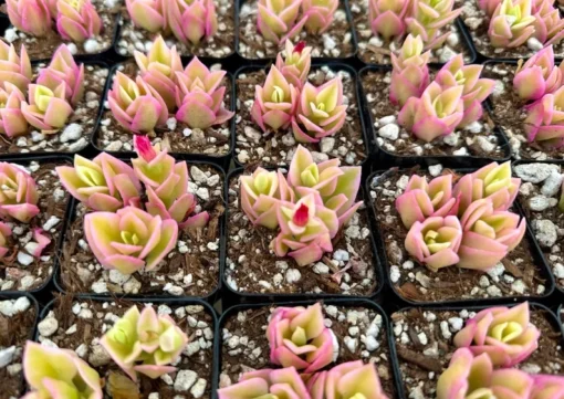 Variegated Baby Sun Rose Succulent Plant 2" & 4" Pots | Pink Ice Plant