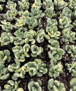 Variegated Bear's Paw Succulent | Cotyledon Tomentosa 2