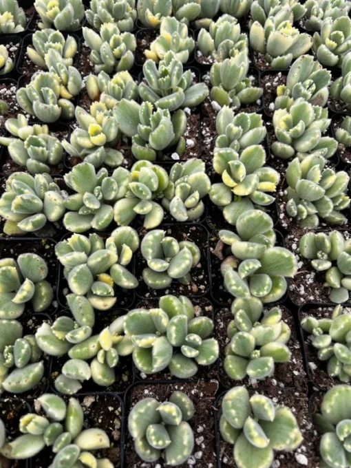 Variegated Bear's Paw Succulent | Cotyledon Tomentosa 2