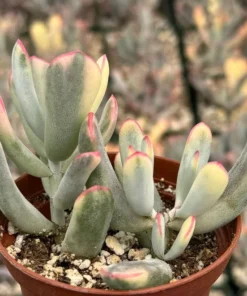 Variegated Cotyledon Orbiculata Long Leaf Succulent 3