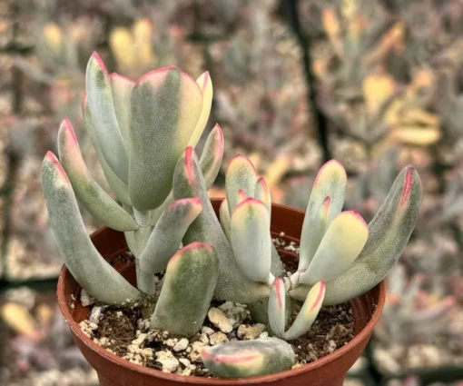 Variegated Cotyledon Orbiculata Long Leaf Succulent 3" & 4" Pot Rare Plant