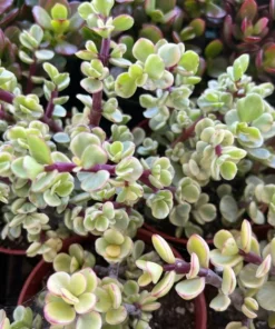 Variegated Elephant Bush | Live Plant | 2 Inch Pot | 4 Inch Pot | Succulent | Succulent Tree