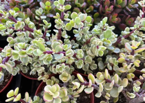 Variegated Elephant Bush | Live Plant | 2 Inch Pot | 4 Inch Pot | Succulent | Succulent Tree