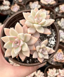 Variegated Ghost Plant Succulent Live Graptopetalum Paraguayense 2