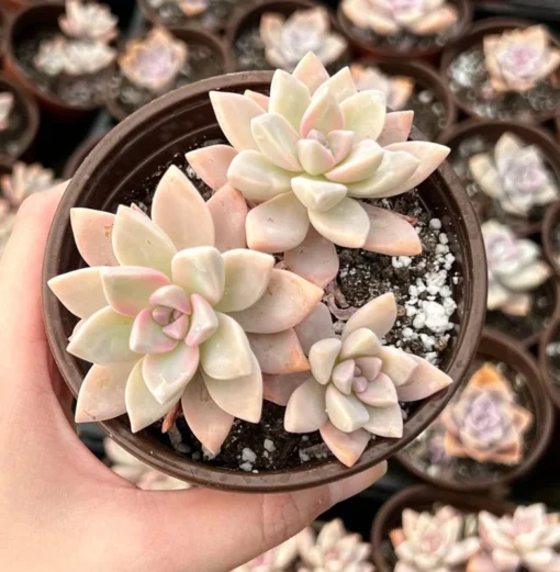 Variegated Ghost Plant Succulent Live Graptopetalum Paraguayense 2"-4" Pots