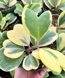 Variegated Heart Leaf Hoya, Variegated Hoya Kerrii, Sweetheart Plant, Live Plant in 2