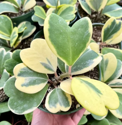 Variegated Heart Leaf Hoya, Variegated Hoya Kerrii, Sweetheart Plant, Live Plant in 2", 4", 6" pot