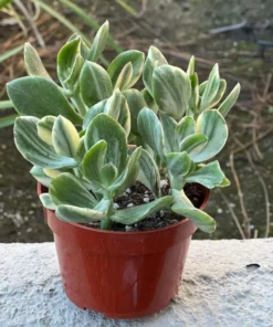 Variegated Jade Plant, Tri-Color Jade, Crassula Ovata, Friendship Tree, Small Succulent, Rooted Succulent