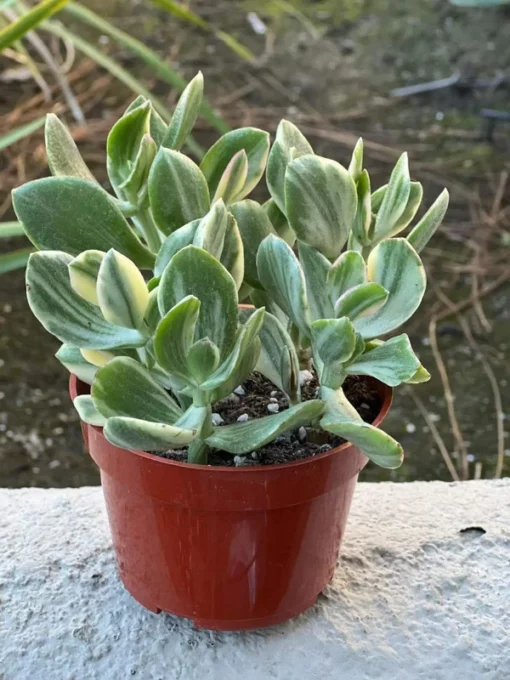 Variegated Jade Plant, Tri-Color Jade, Crassula Ovata, Friendship Tree, Small Succulent, Rooted Succulent