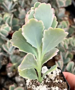 Variegated Lavender Scallop, Variegated Kalanchoe Fedtschenkoi, Live Plant in 2