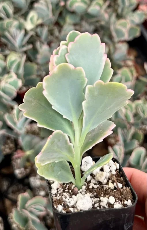 Variegated Lavender Scallop, Variegated Kalanchoe Fedtschenkoi, Live Plant in 2" pot