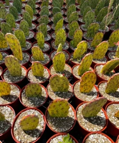 Variegated Opuntia Sunburst, Rare Cactus, Variegated Cactus, Live Plant in 3