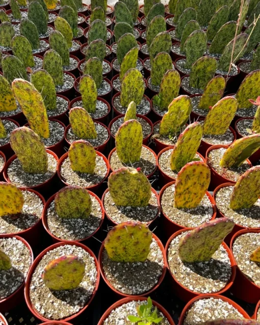 Variegated Opuntia Sunburst, Rare Cactus, Variegated Cactus, Live Plant in 3", 6" pot