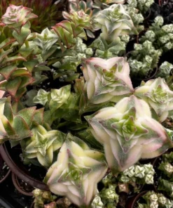 Variegated String of Buttons Succulent - Trailing Live Plant 4