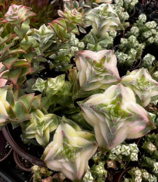 Variegated String of Buttons Succulent - Trailing Live Plant 4" Pot