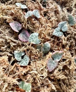 Variegated String of Hearts Cuttings, VSOH, Ceropegia Woodii Cuttings, Hanging Plant Cuttings, Baby Succulent for Propagation