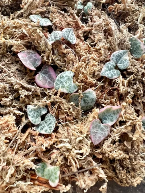 Variegated String of Hearts Cuttings, VSOH, Ceropegia Woodii Cuttings, Hanging Plant Cuttings, Baby Succulent for Propagation