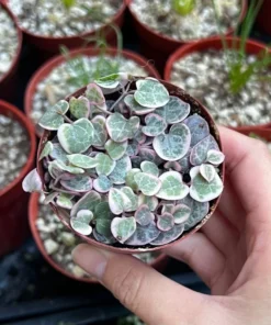 Variegated String of Hearts/VSOH/Ceropegia Woodii, Valentines Gift, Hanging Plant in 2.5