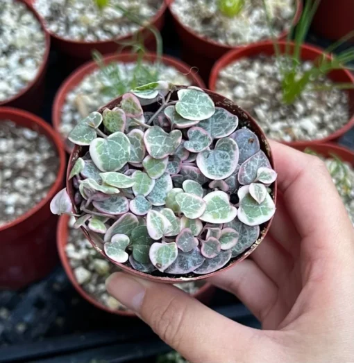 Variegated String of Hearts/VSOH/Ceropegia Woodii, Valentines Gift, Hanging Plant in 2.5", 4", 6" pot