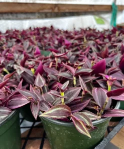 Wandering Jew Plant Tradescantia Zebrina 4''/6'' Pot Purple Live Houseplant