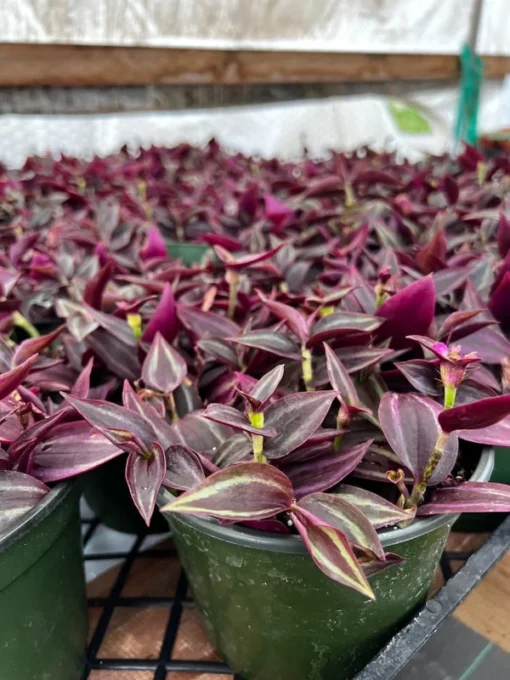 Wandering Jew Plant Tradescantia Zebrina 4''/6'' Pot Purple Live Houseplant