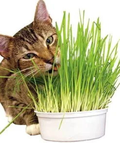 Wheatgrass Seeds - Cat Grass - Seeds - Non Gmo 600-700 Seeds - Grass Seeds For Lawn