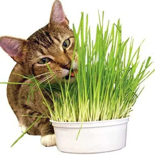 Wheatgrass Seeds - Cat Grass - Seeds - Non Gmo 600-700 Seeds - Grass Seeds For Lawn