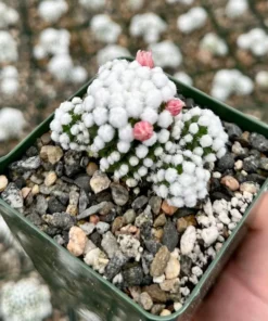 White Snowcap Cactus Mammillaria Gracilis 2 3.5 6 inch Pots Rare Succulent