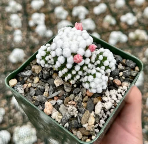 White Snowcap Cactus Mammillaria Gracilis 2 3.5 6 inch Pots Rare Succulent