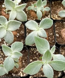 White-haired Sinningia Leucotricha Caudex Plant 2.5/4 Pot Rare Plant