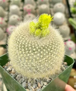 Yellow Crown Cactus Live Plant 4