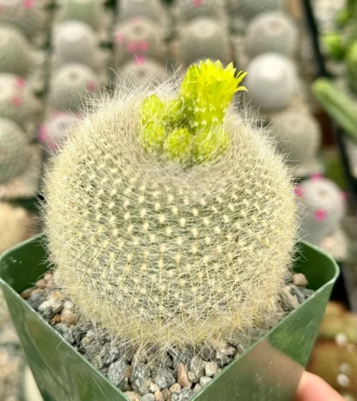 Yellow Crown Cactus Live Plant 4" Pot Blooming Notocactus Graessneri Albisetus