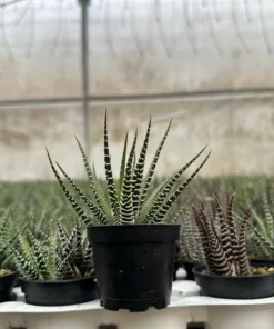 Zebra Plant, Haworthia Fasciata, Small Succulent, Easy care plant in 2