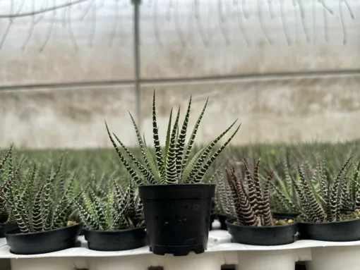 Zebra Plant, Haworthia Fasciata, Small Succulent, Easy care plant in 2", 4" pot