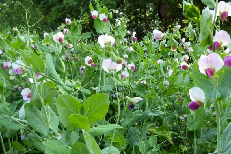 How to Plant Austrian Winter Peas: The Ultimate Guide for a Thriving Cover Crop