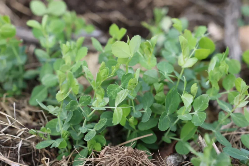 How to Plant Austrian Winter Peas: The Ultimate Guide for a Thriving Cover Crop