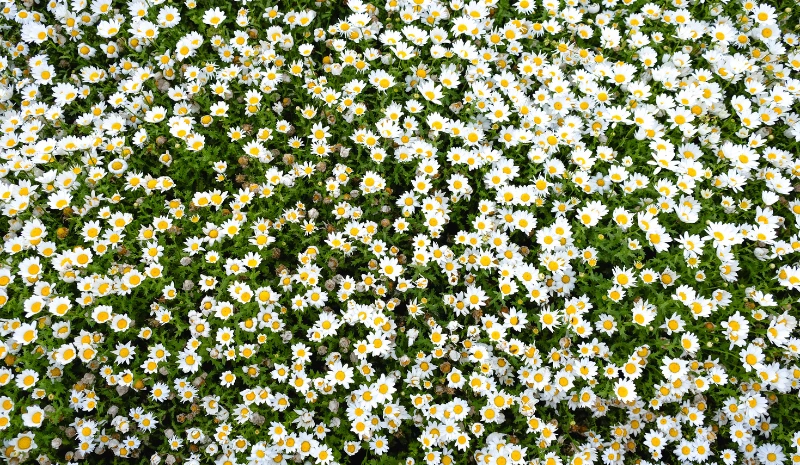 Creeping Daisy Seeds: How to Grow and Care for a Stunning Garden