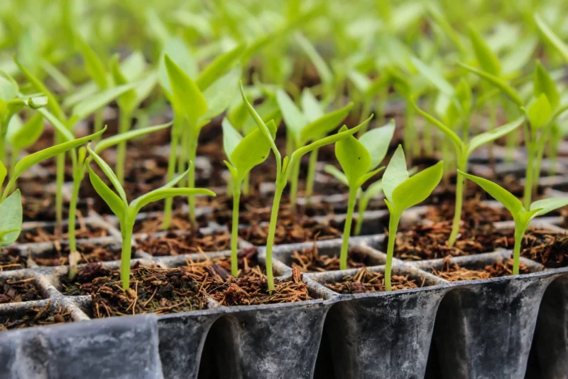 Starting Flower Seeds Indoors: How and When to Start Seeds