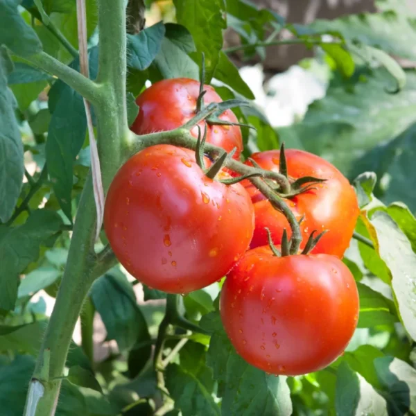 8 Vegetables to Plant in Spring for a Summer Harvest